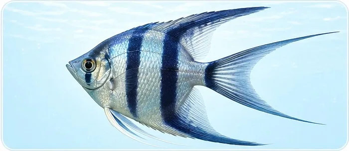 Lirovidna opashka