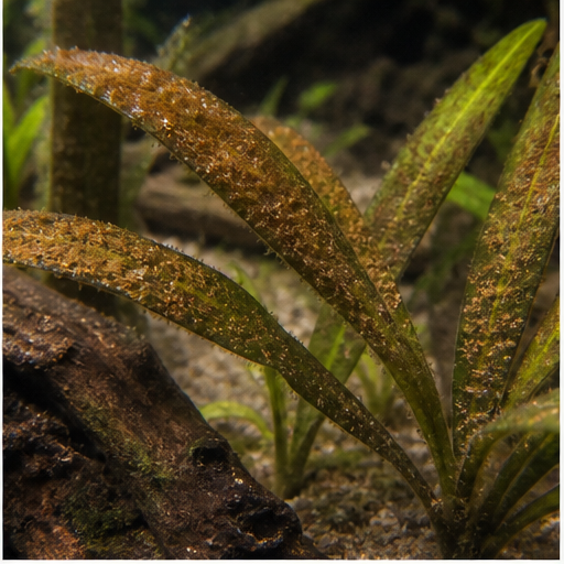 Кафяви водорасли déposées sur des feuilles d'aquarium