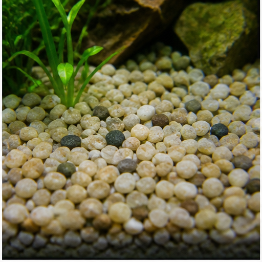 Аквариумно дъно arrondi dans un aquarium