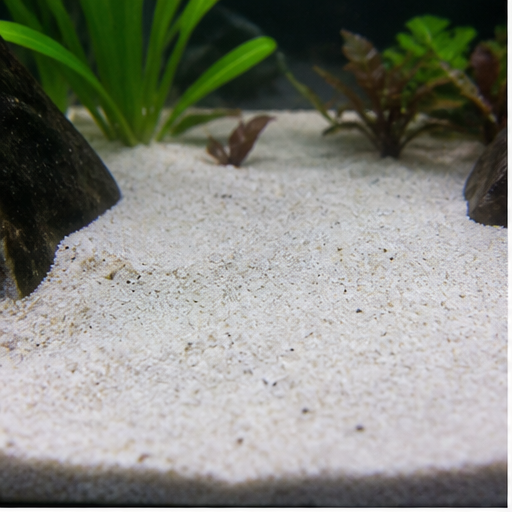 Аквариумно дъно clair dans un aquarium