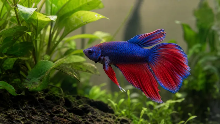 Съвместимост Betta