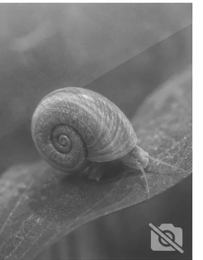 Lithopoma tectum