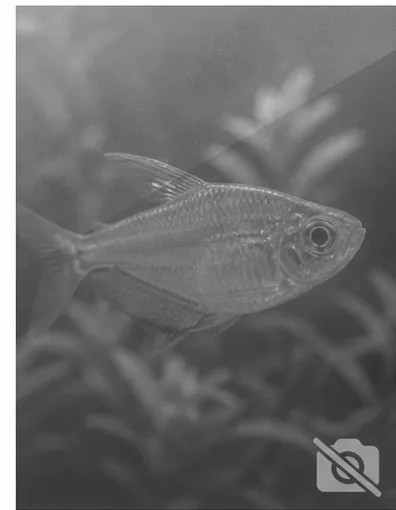 Centropyge acanthops Африкански ангел на Африка