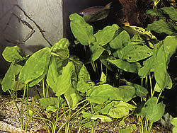 Cryptocoryne pontederifolia