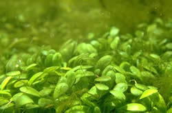 Glossostigma elatinoides