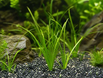 Acorus gramineus