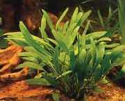 Cryptocoryne x willisii 