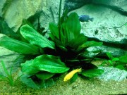 Echinodorus hadi red pearl 