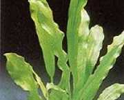 Echinodorus major 