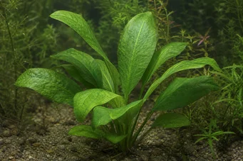 Echinodorus schlueteri