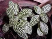 Fittonia argyroneura 