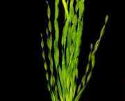 Vallisneria asiatica 