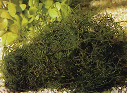 Vesicularia dubyana