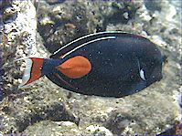 Acanthurus Achilles (Червено петно ​​и опашен хирург)