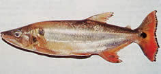 Acestrorhynchus altus (Червено опашка Тетра-Чиен, зъби)