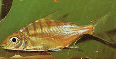 Acnodon normani (Пако де Норман, Пакоуси)