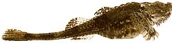 Agonus cataphractus Морска мишка