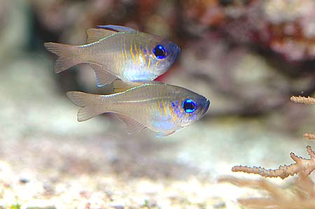 Apogon leptacanthus (Апогон със сини ленти)