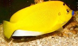 Apolemichthys trimaculatus Тритачери риба