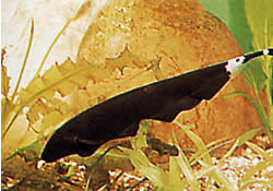 Apteronotus albifrons (American Coup Fish - Наричана още черна Pha)