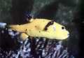 Arothron citrinellus Жълто