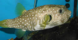 Arothron hispidus (Синя петна балонна риба)