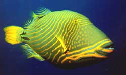 Balistapus undulatus (Вълнообразно)