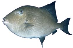 Balistes carolinensis (Свинско)