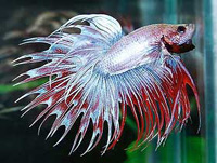 Betta splendens crowntail