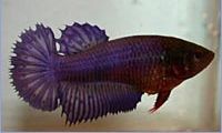 Betta splendens halfsun Боец