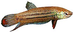Betta splendens imbellis Мирна бета