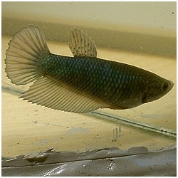 Betta splendens queue de peigne битка