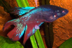 Betta splendens Боец