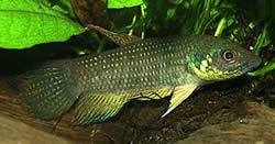 Betta trifasciata Боец