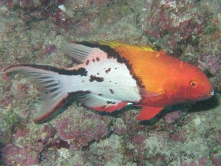 Bodianus anthioides Бодиан