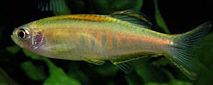 Brachydanio choprae Данио Чопрей