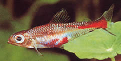 Brittanichthys myersi Майърс Кръв Тетра