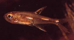 Brittanichthys sp Луминесцентни тирета тетра