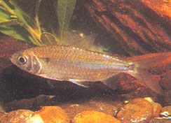 Brycinus leuciscus
