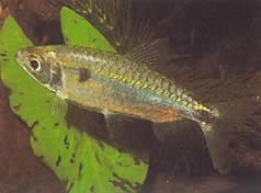 Brycinus schoutedeni (Brycinus с големи везни)