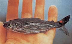 Brycon rubricauda (Брайкон с червени перки)