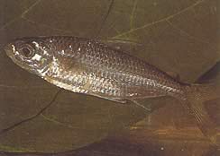 Bryconaethiops macrops (Тетра големи маскирани очи)