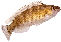 Centrolabrus exoletus Старомодно