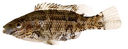 Centrolabus melops Обикновен crenilabre