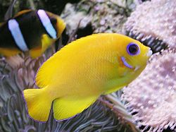 Centropyge flavissimus (Жълто)