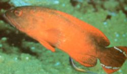 Cephalopholis urodelus (Grouper)