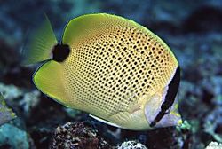 Chaetodon miliaris (Лимонов къс хляб)