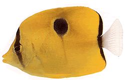 Chaetodon unimaculatus (Chétodon à grand ocelle)