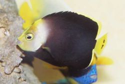 Chaetodontoplus melanosoma (Браун ангел)