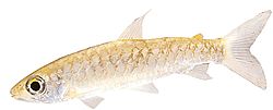 Chalceus macrolepidotus Розов опашен халцей